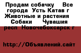 Продам собачку  - Все города, Усть-Катав г. Животные и растения » Собаки   . Чувашия респ.,Новочебоксарск г.